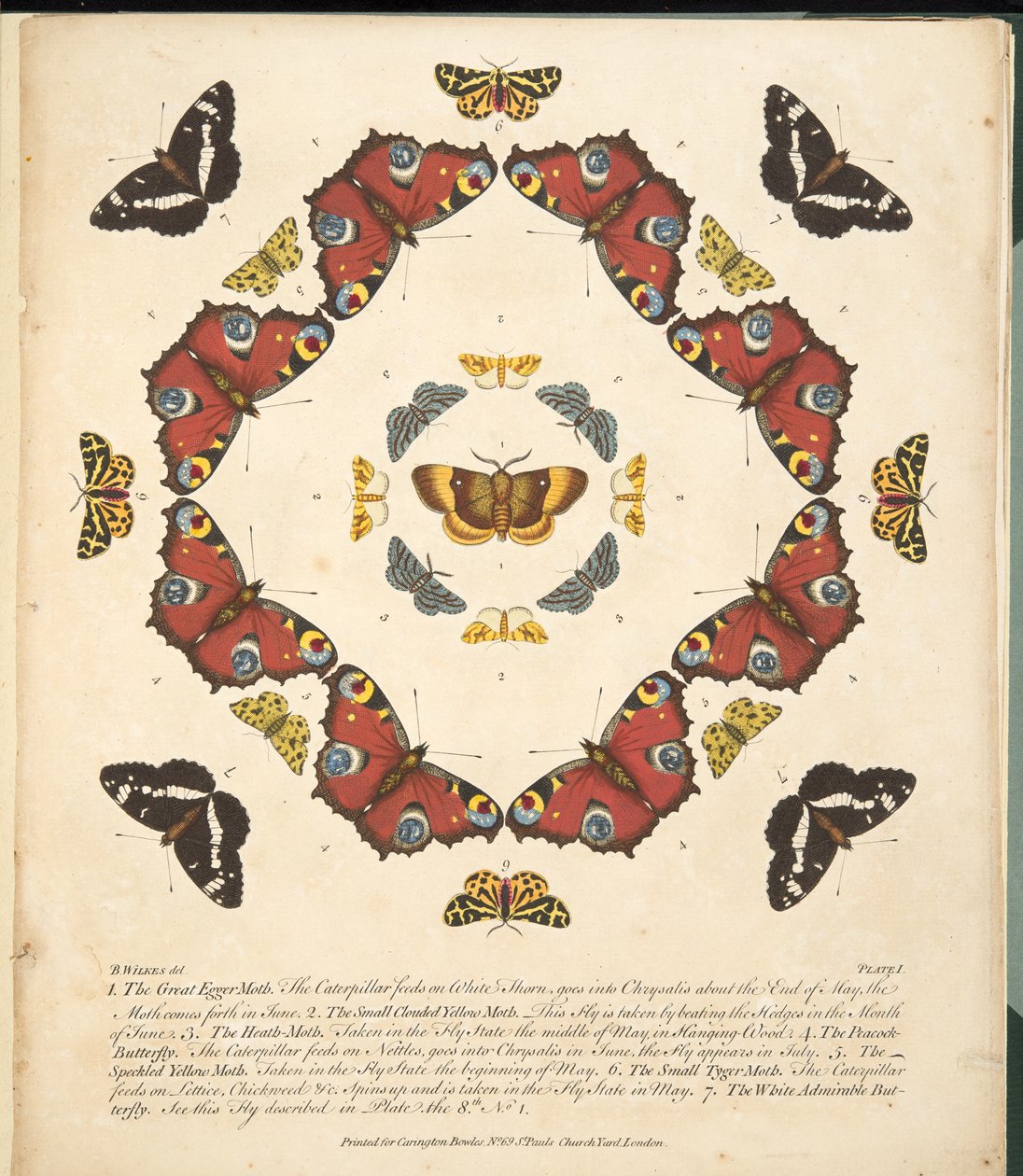 Plate 1, fra A Rare Depiction of Butterflies and Moths, pub. 1764 (håndfarget gravering) av Benjamin Wilkes