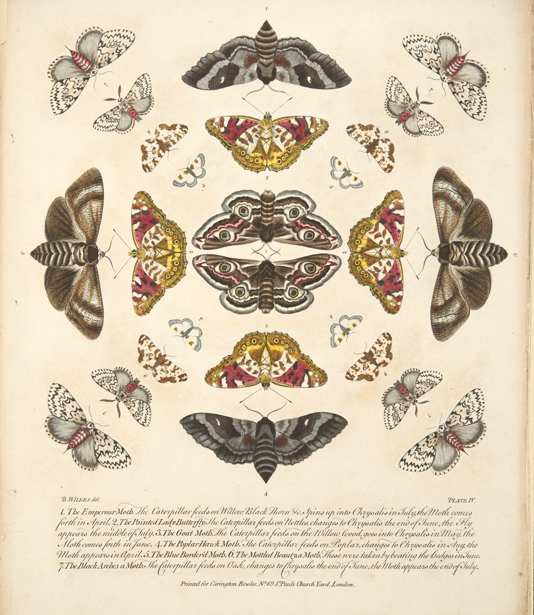 Plate IV, fra A Rare Depiction of Butterflies and Moths, pub. 1764 (håndfarget gravering) av Benjamin Wilkes