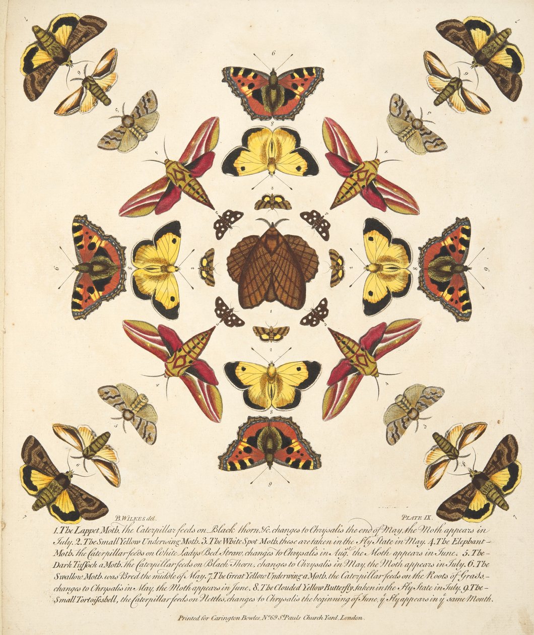 Plate IX, fra A Rare Depiction of Butterflies and Moths, pub. 1764 (håndfarget gravering) av Benjamin Wilkes