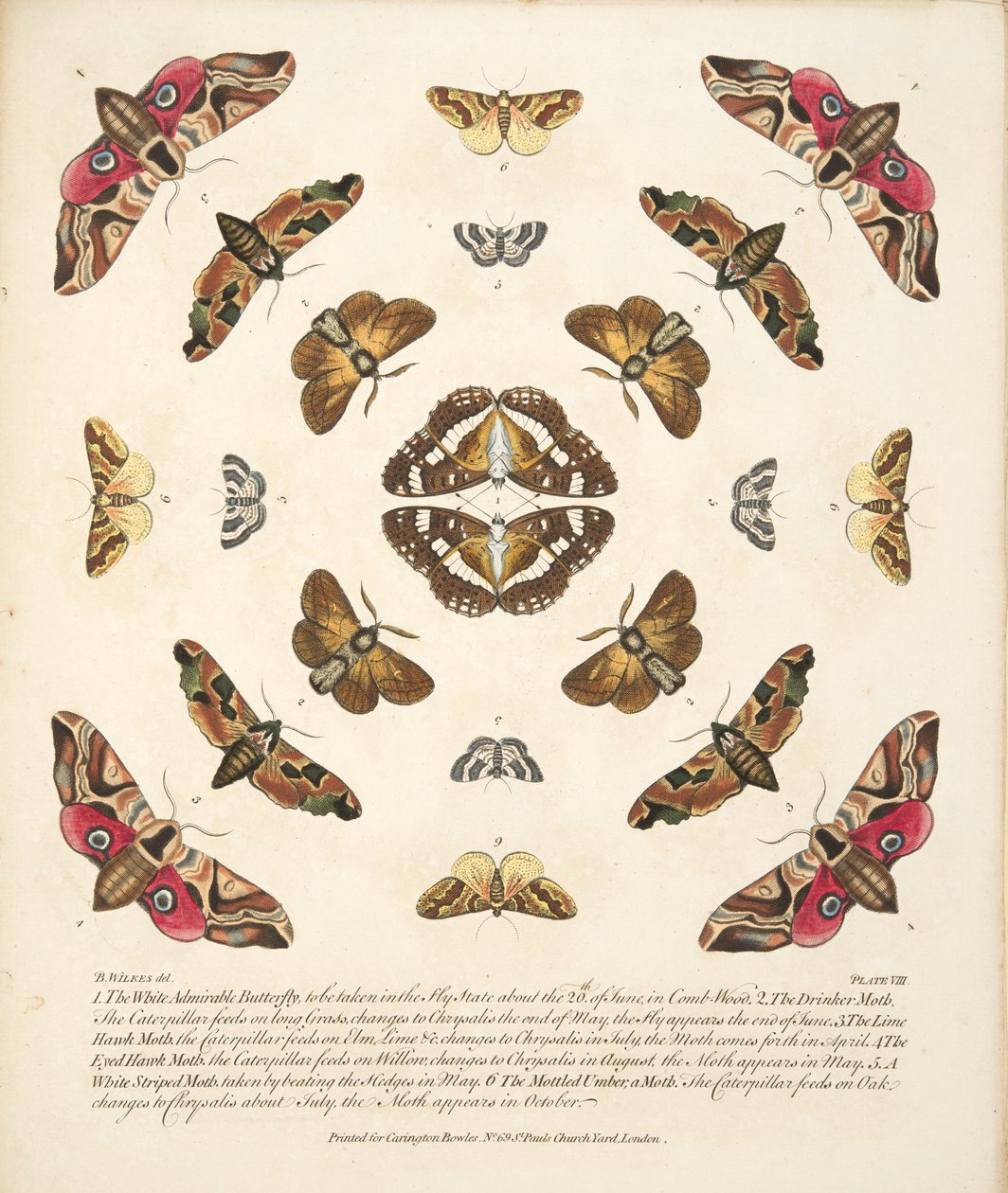 Plate VIII, fra A Rare Depiction of Butterflies and Moths, pub. 1764 (håndfarget gravering) av Benjamin Wilkes