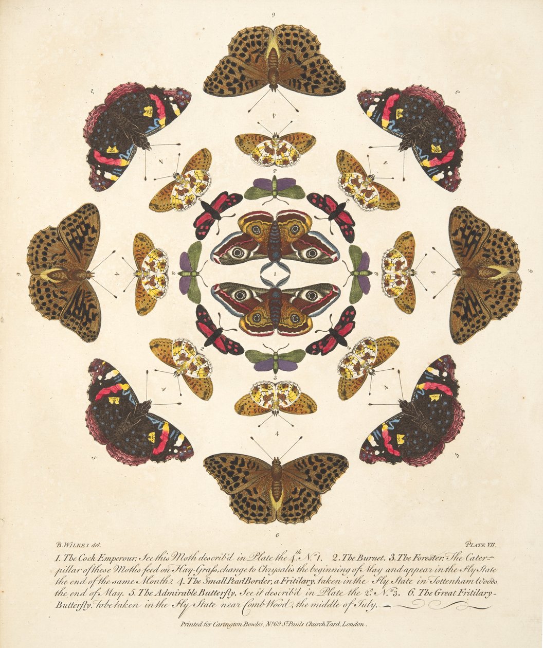 Plate VII, fra A Rare Depiction of Butterflies and Moths, pub. 1764 (håndfarget gravering) av Benjamin Wilkes