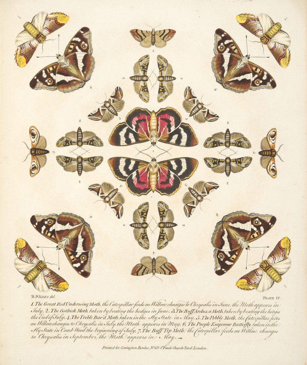 Plate VI, fra A Rare Depiction of Butterflies and Moths, pub. 1764 (håndfarget gravering) av Benjamin Wilkes