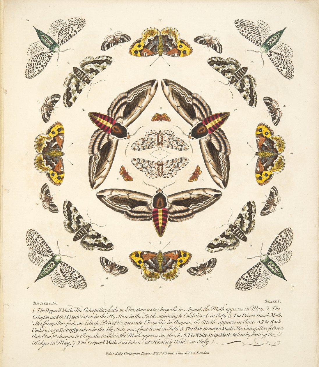 Plate V, fra A Rare Depiction of Butterflies and Moths, pub. 1764 (håndfarget gravering) av Benjamin Wilkes