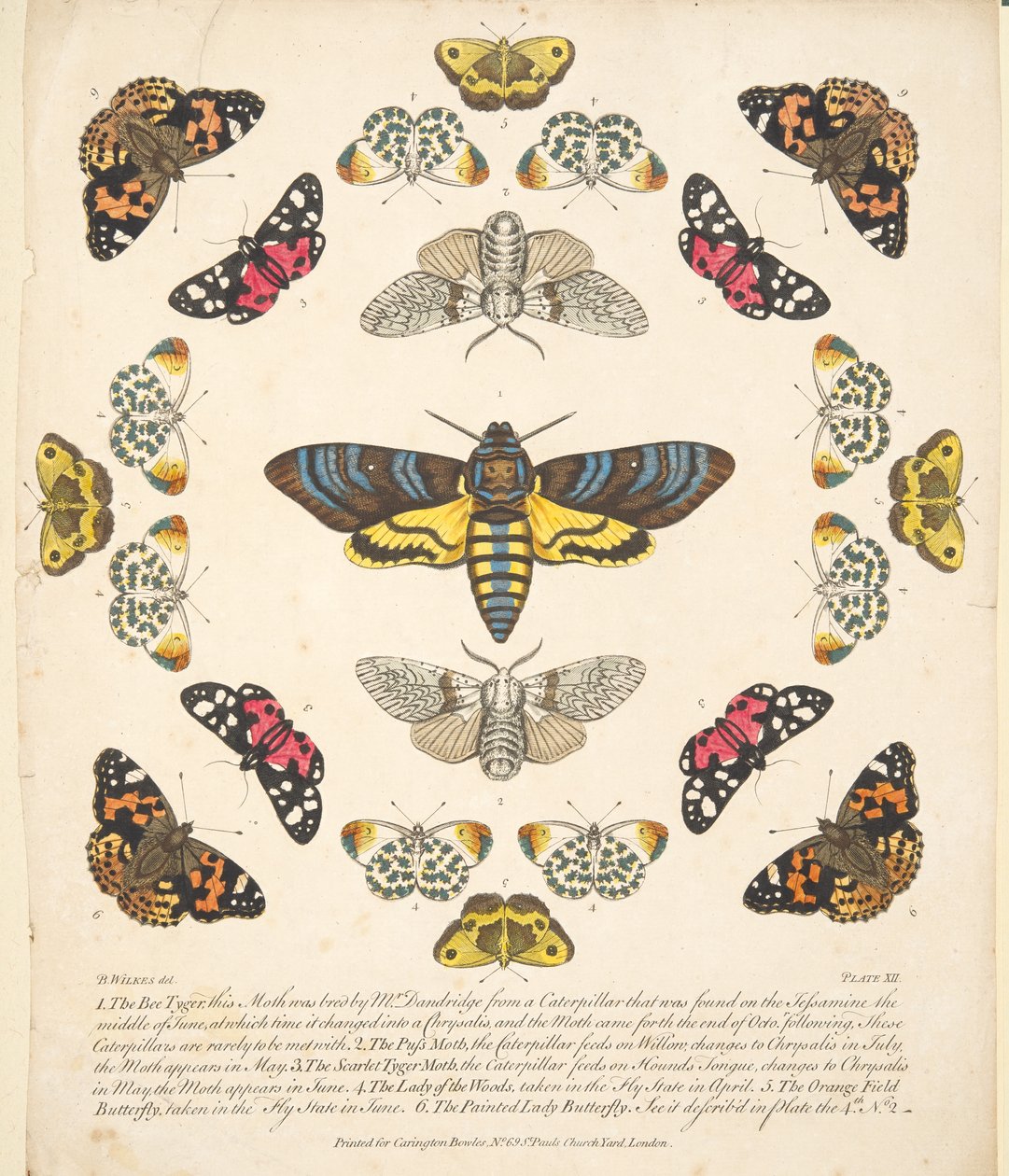 Plate XII, fra A Rare Depiction of Butterflies and Moths, pub. 1764 (håndfarget gravering) av Benjamin Wilkes