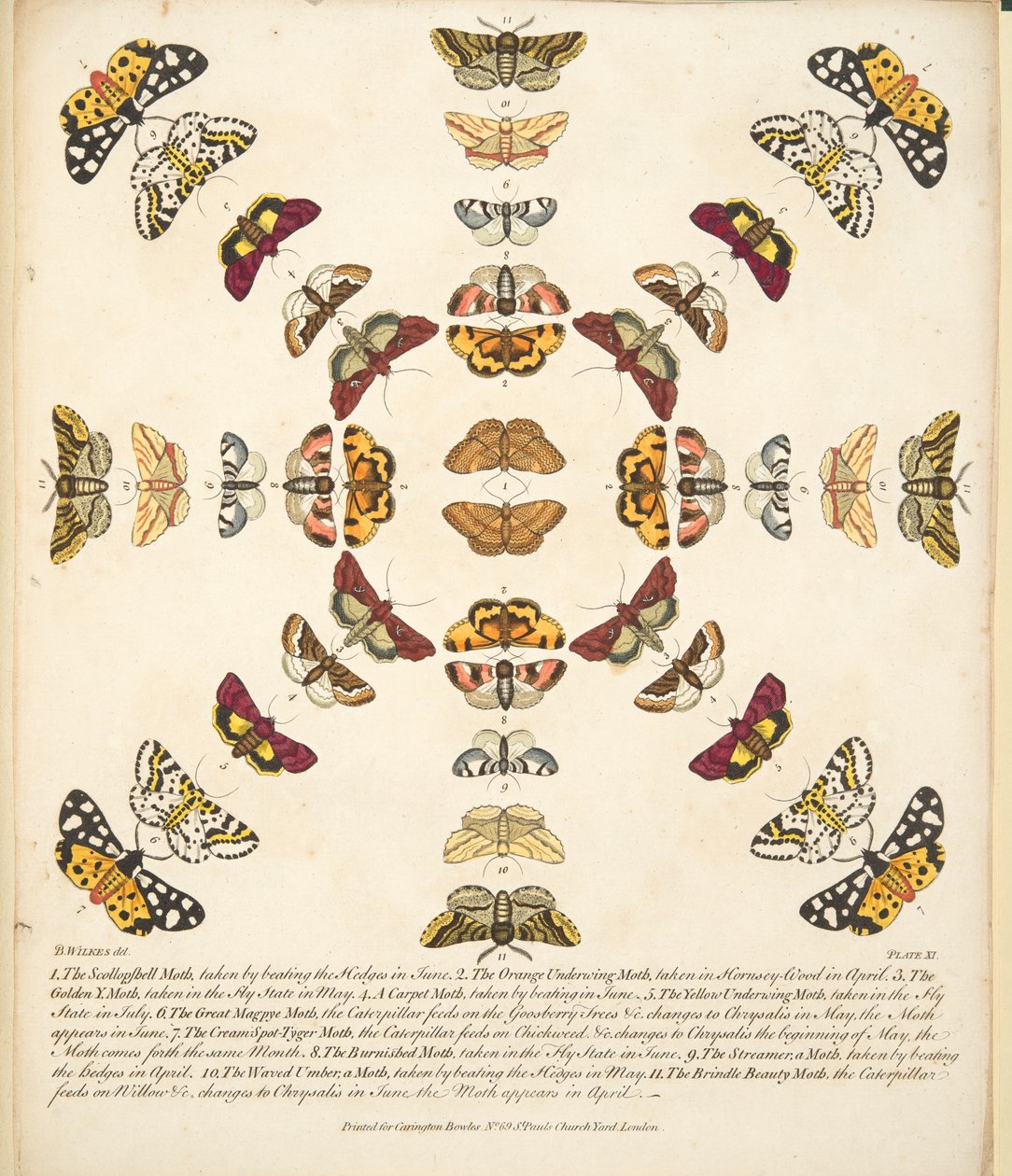 Plate XI, fra A Rare Depiction of Butterflies and Moths, pub. 1764 (håndfarget gravering) av Benjamin Wilkes