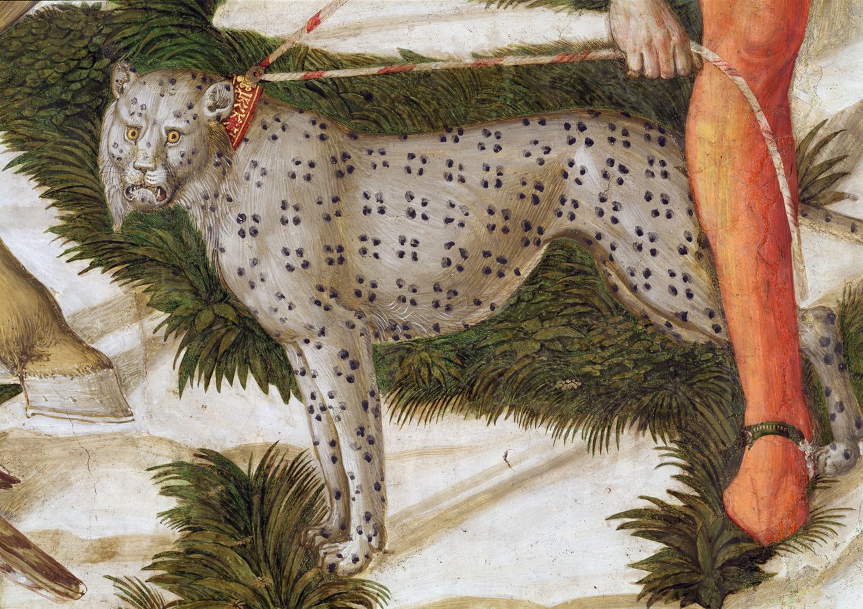 Leopard anstrenger seg i bånd, detalj fra Journey of the Magi-syklusen i kapellet, ca. 1460 freskodetalj av 70601 av Benozzo di Lese di Sandro Gozzoli