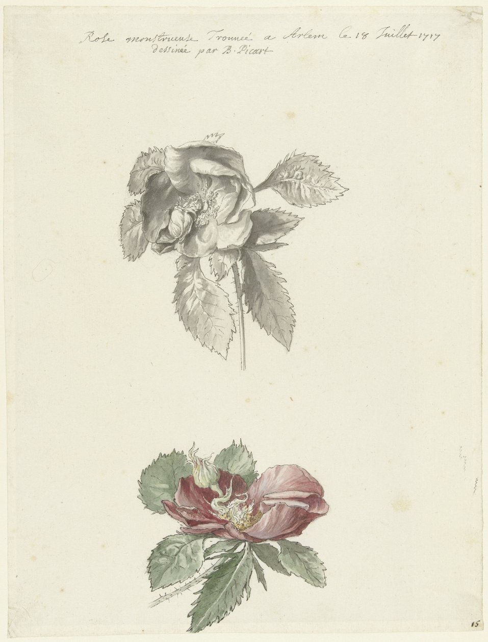 Studieark med rose av Bernard Picart