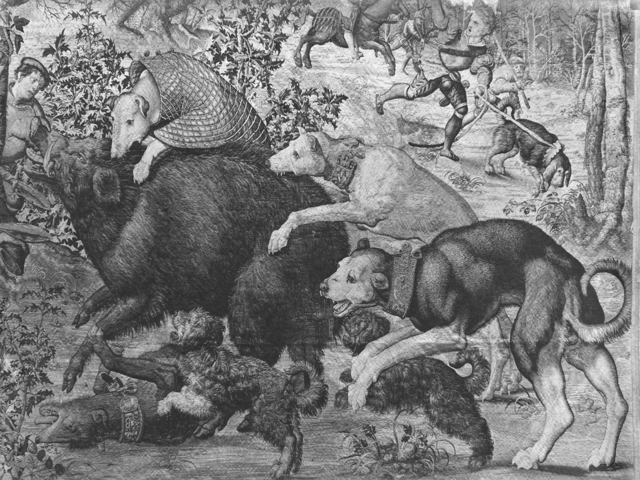The Hunts of Maximilian, Steinbukken, The Boar Hunt, detalj av hunder som angriper villsvinet, Gobelins Factory se også 138999, 345944 billedvev bw foto av Bernard van Orley