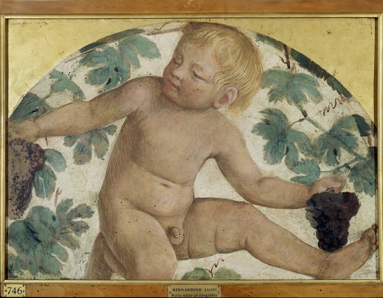 Høsting av putti - Putto under en pergola, ca. 1514 (frittstående freskomaleri båret om bord) av Bernardino Luini