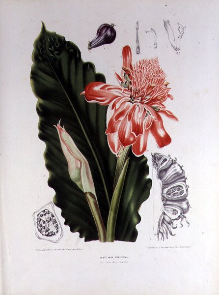 Elettaria Speciosa, illustrasjon fra 