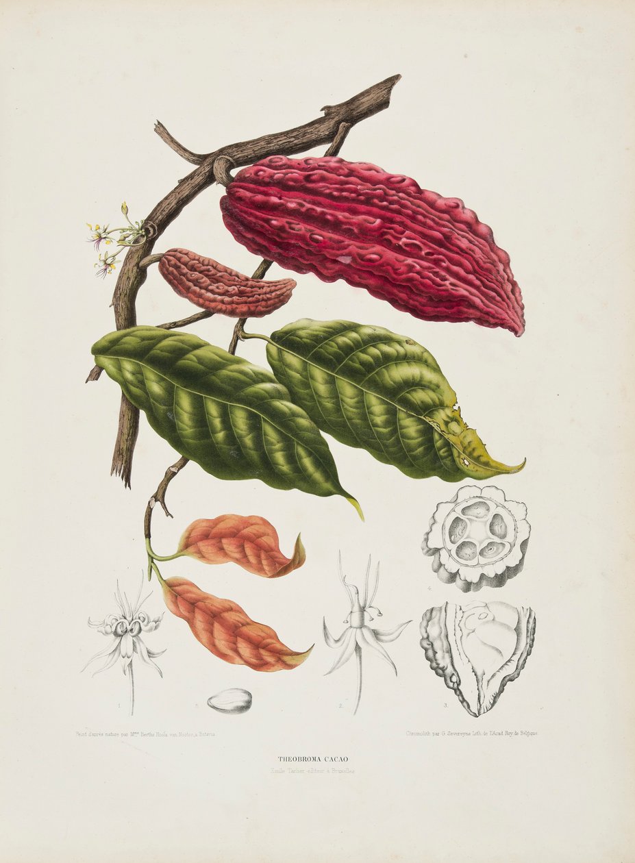 Theobroma, kakaotre, c1840-1890. av Berthe Hoola van Nooten