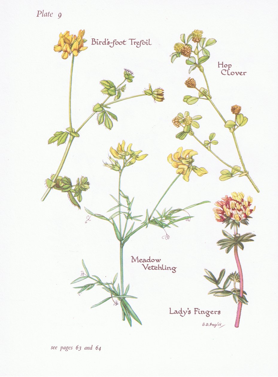 Birds Foot Trefoil, Ladys Fingers, Hop Clover, Meadow Vetchling, 1951 av Bessie D. Inglis
