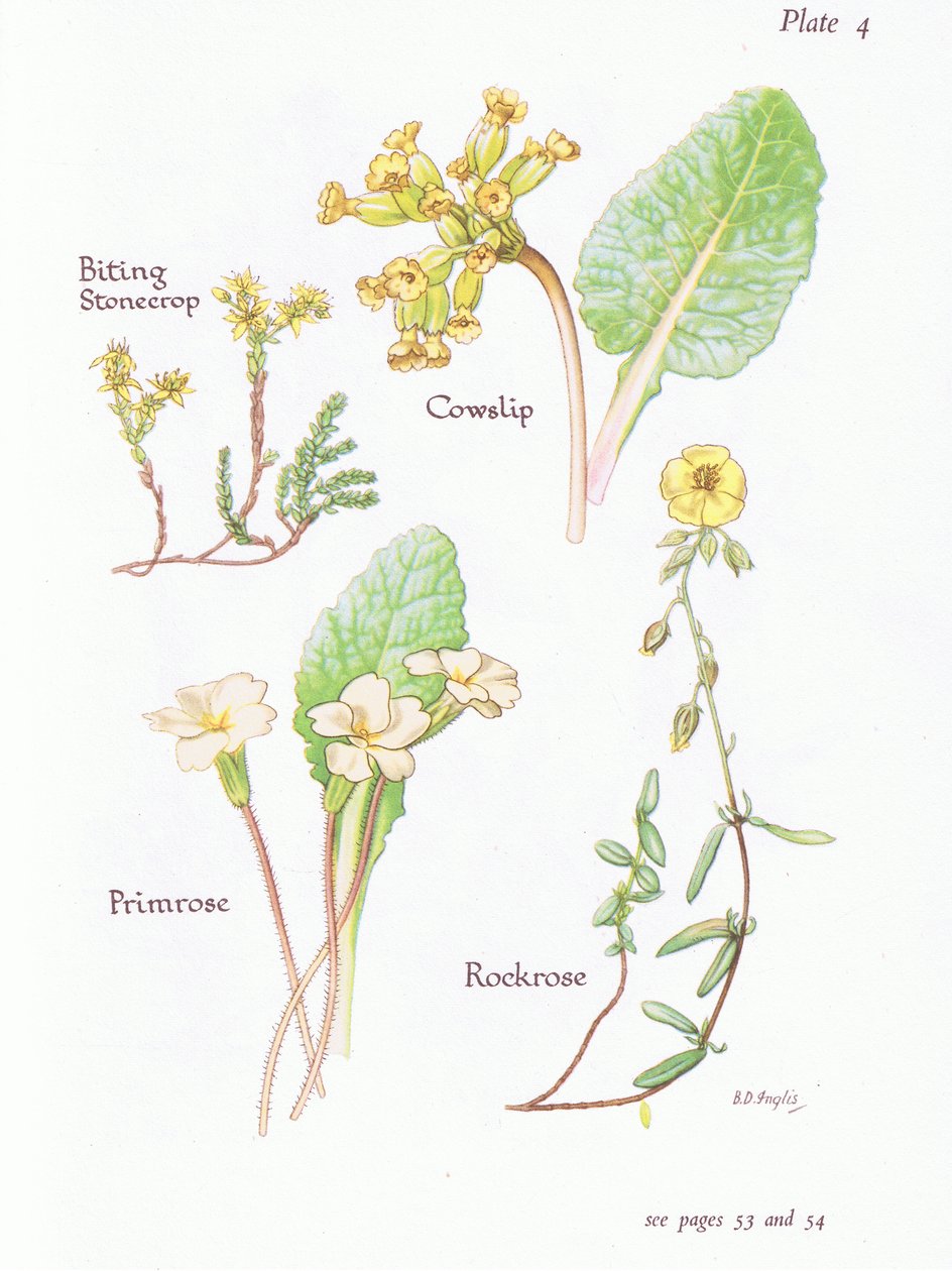 Bitende steinurt eller veggpepper, kuslip, steinrose, primula, 1951 av Bessie D. Inglis