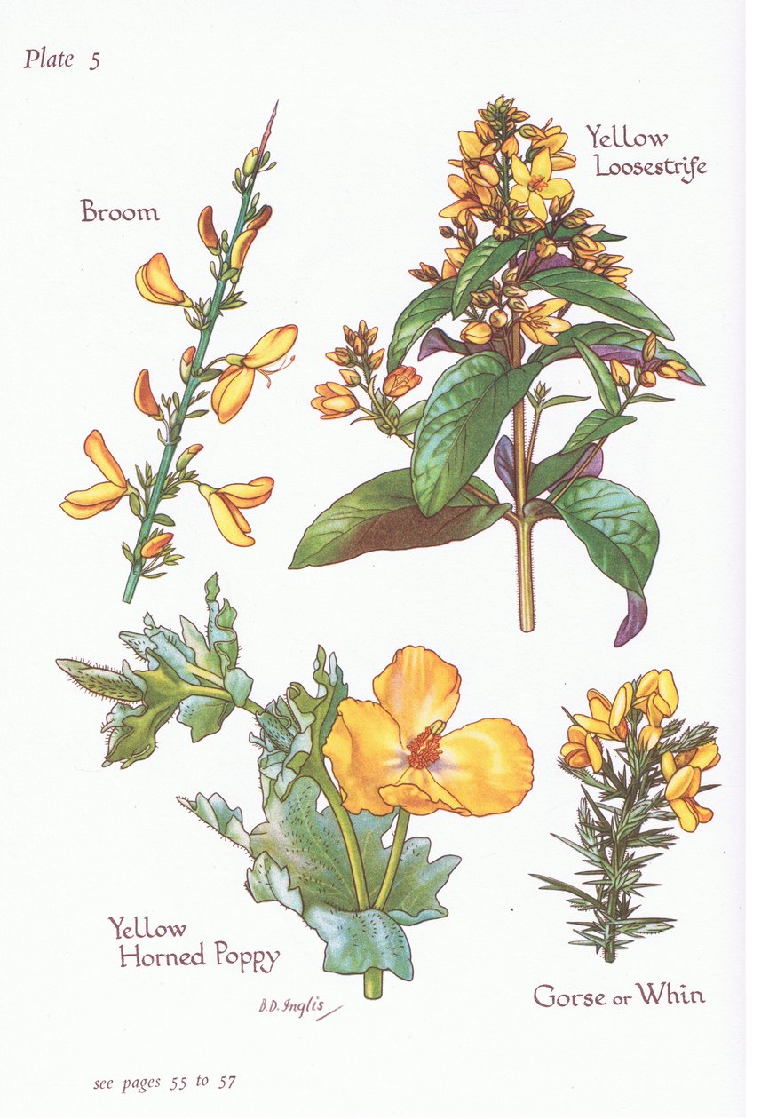 Bom, Gorse, Whin or Furze, Yellow Loosestrife, Yellow Horned Poppy, 1951 av Bessie D. Inglis