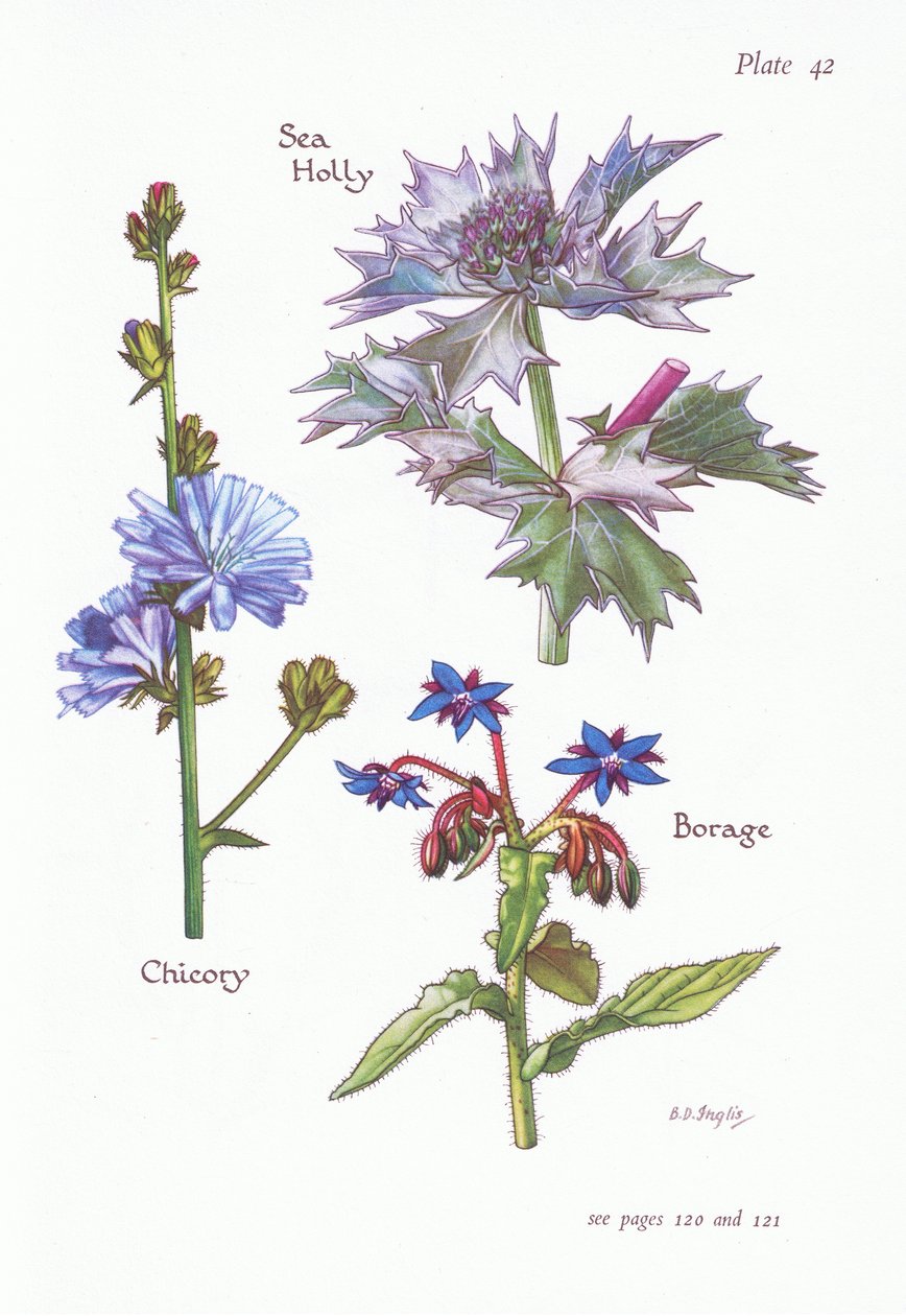 Sikori eller Succory, Sea Holly, Borage, 1951 av Bessie D. Inglis