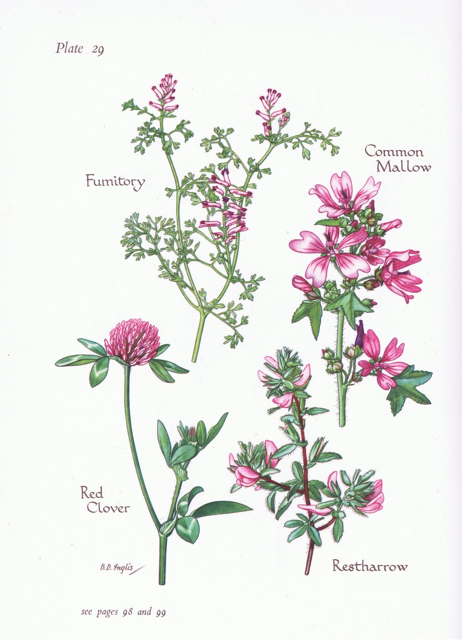 Mallow, Restharrow, Fumitory, Rødkløver, 1951 av Bessie D. Inglis