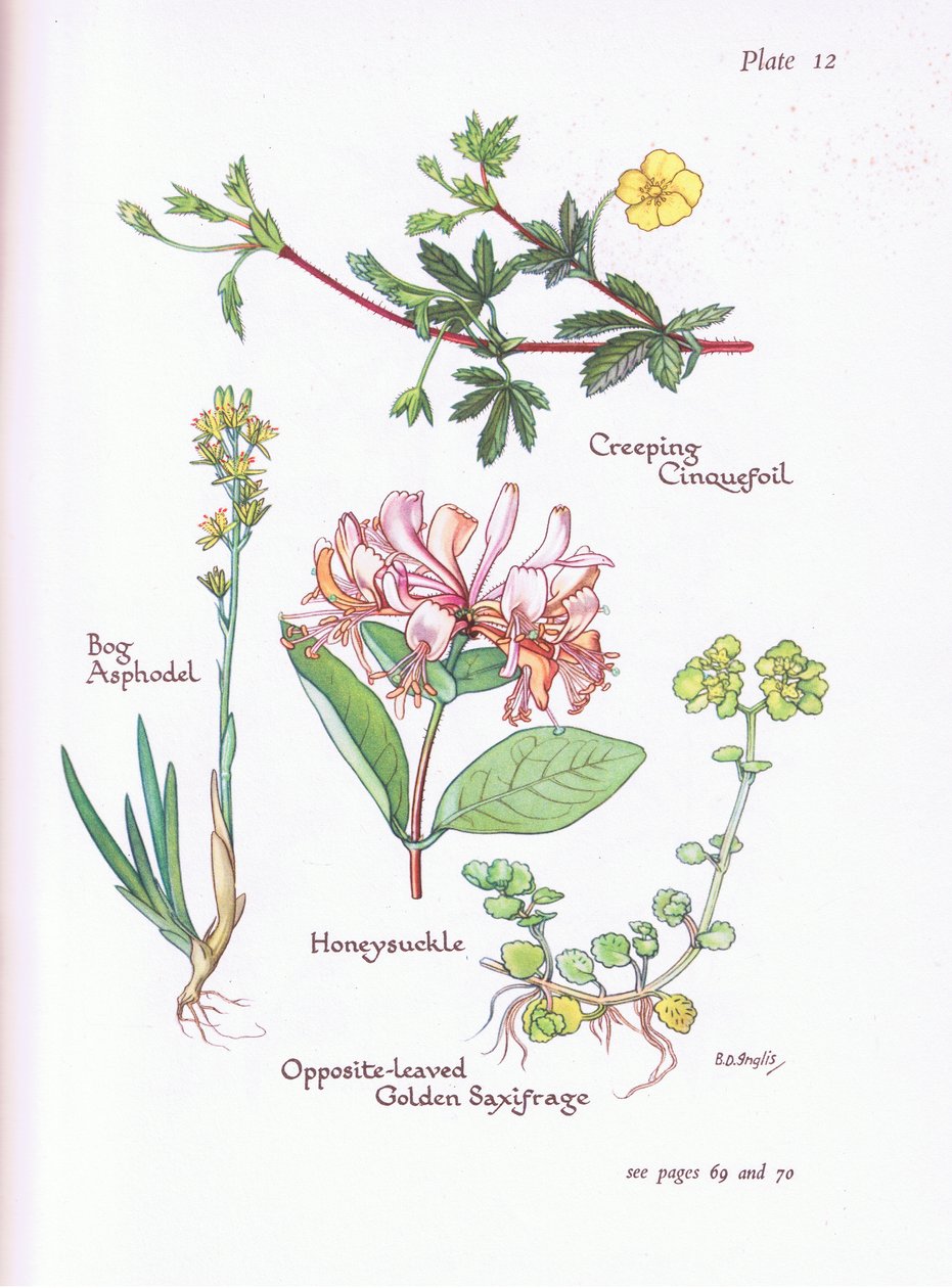 Creeping Cinquefoil, Myr Asphodel, Honeysuckle or Woodbine, Opposite -Leaved Golden Saxifrage, 1951 av Bessie D. Inglis
