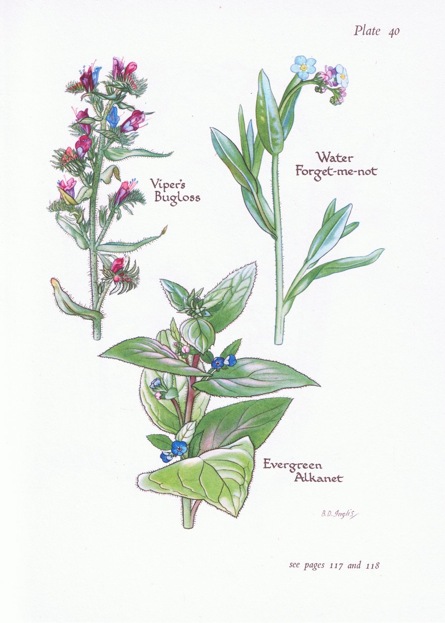 Evergreen Alkanet, Vipers Bugloss, Water Forget-Me-Not, 1951 av Bessie D. Inglis