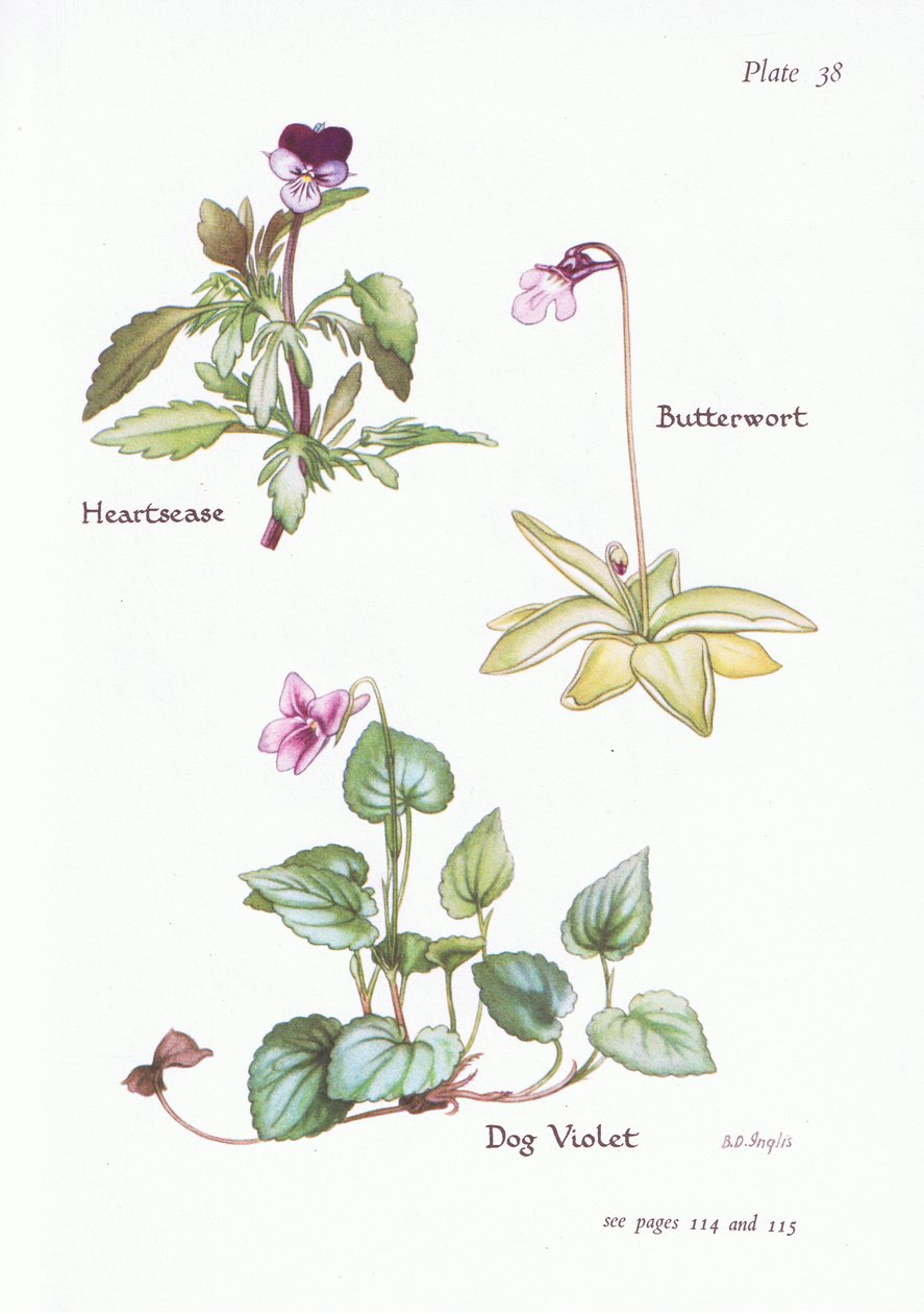 Heartsease, Hundefiolett, Butterwort, 1951 av Bessie D. Inglis