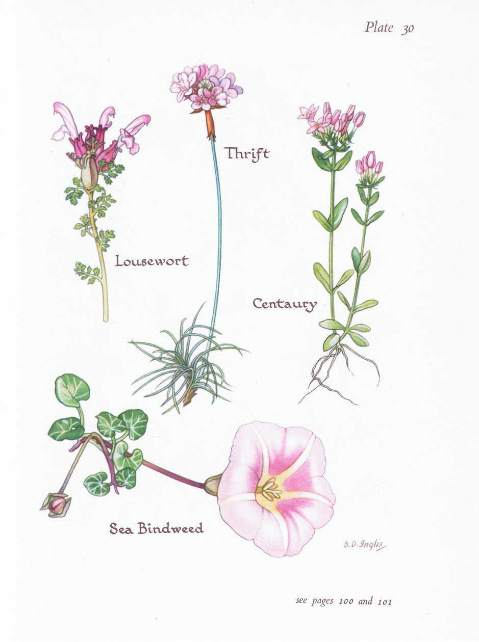 Lousewort, Thrift or Sea Pink, Centaury, Sea Bindweed, 1951 av Bessie D. Inglis