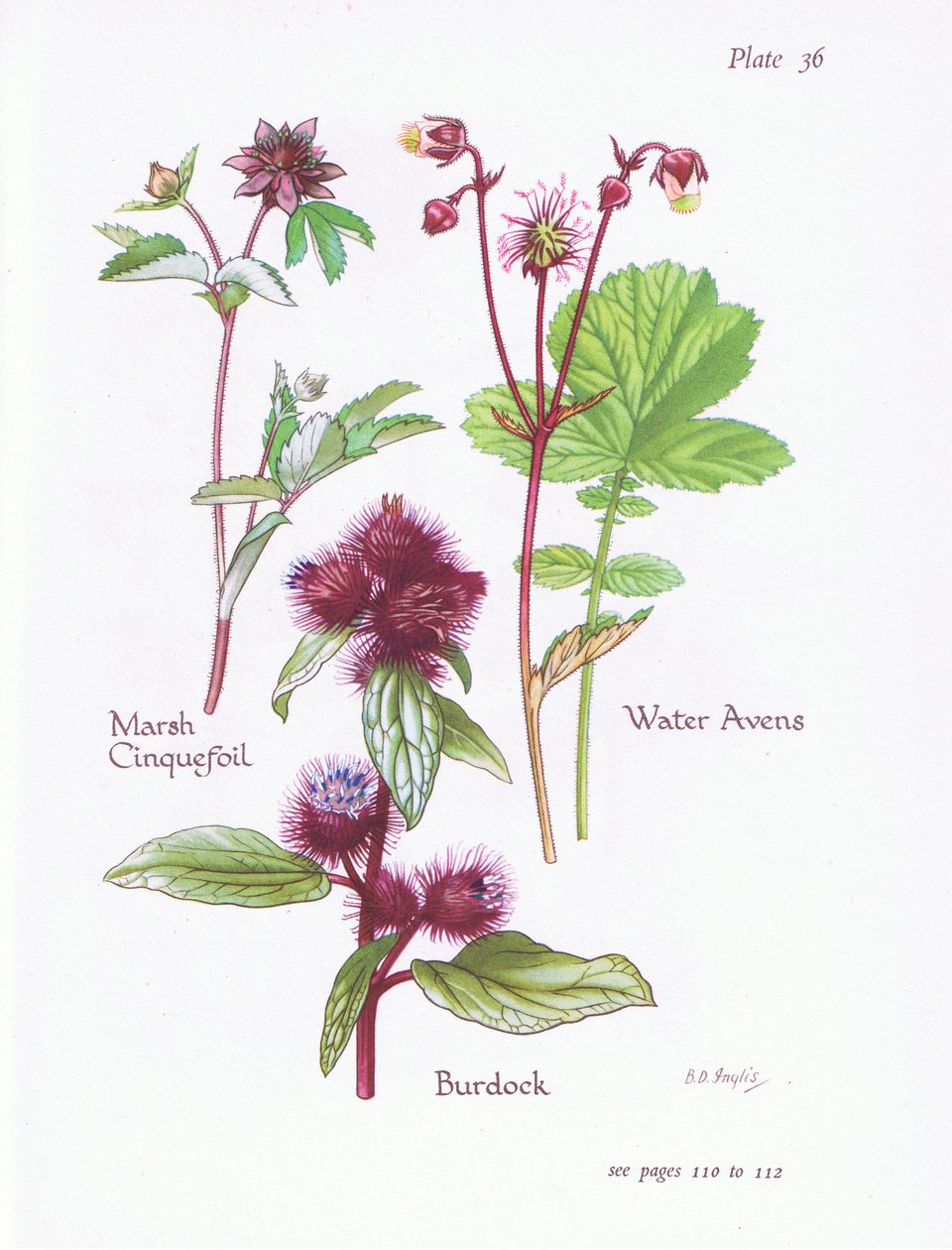 Marsh Cinquefoil, Burdock, Water Avens, 1951 av Bessie D. Inglis