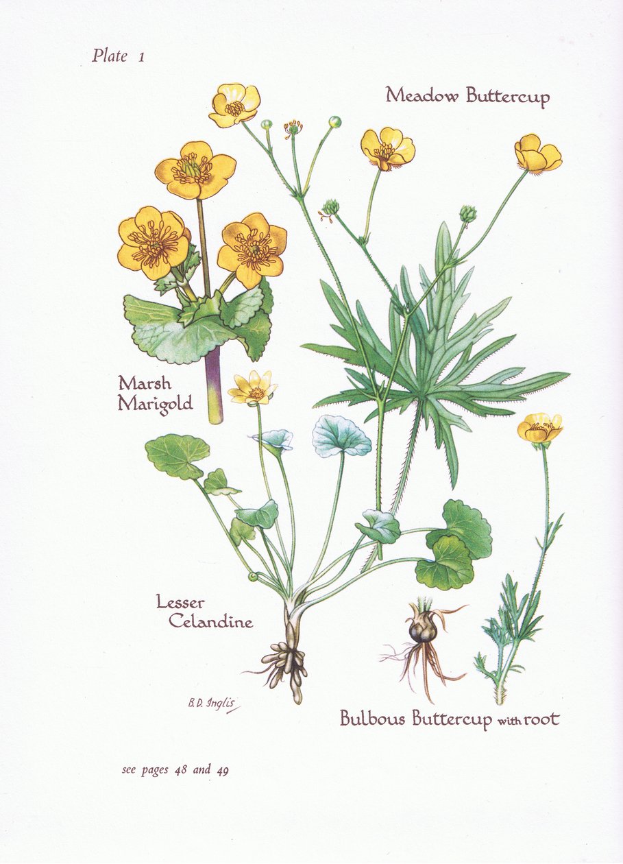 Marsh Marigold, Lesser Celandine, Meadow Buttercup, Bulbous Buttercup, 1951 av Bessie D. Inglis