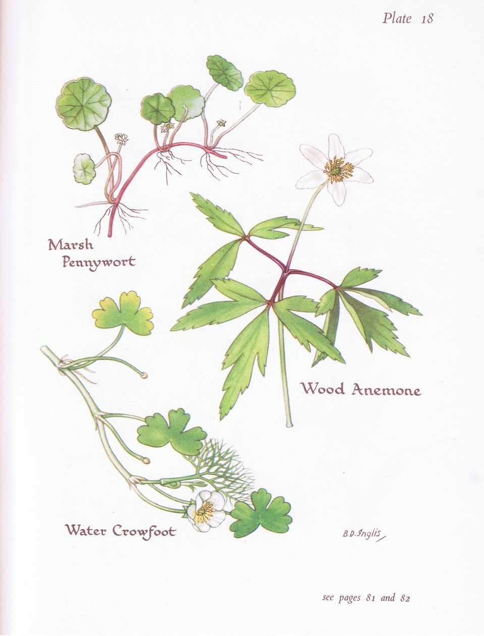Marsh Pennywort, Wood Anemone, Water Crowfoot, 1951 av Bessie D. Inglis