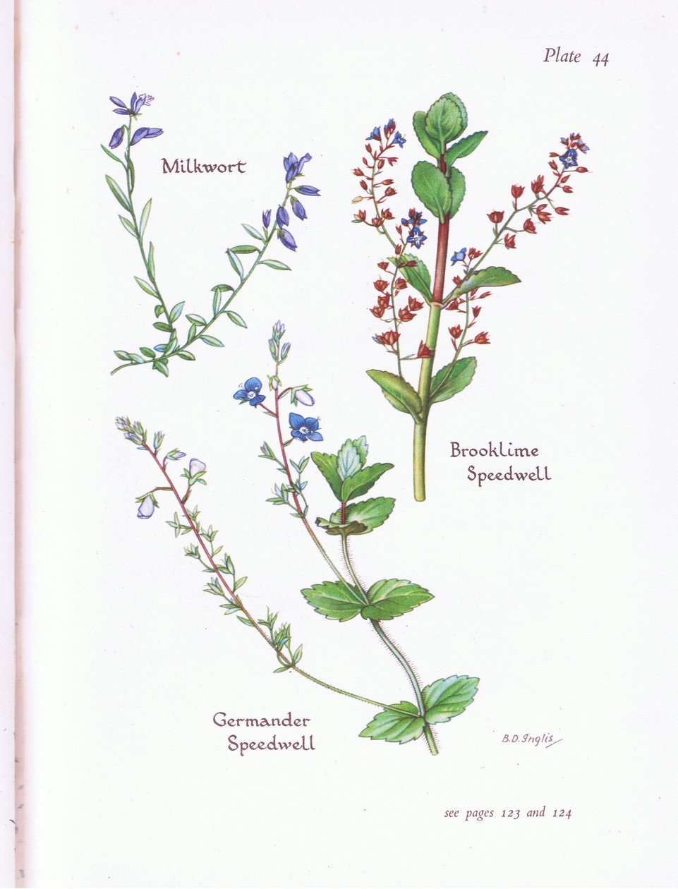 Milkwort, Brooklime, Speedwell, Germander Speedwell av Bessie D. Inglis
