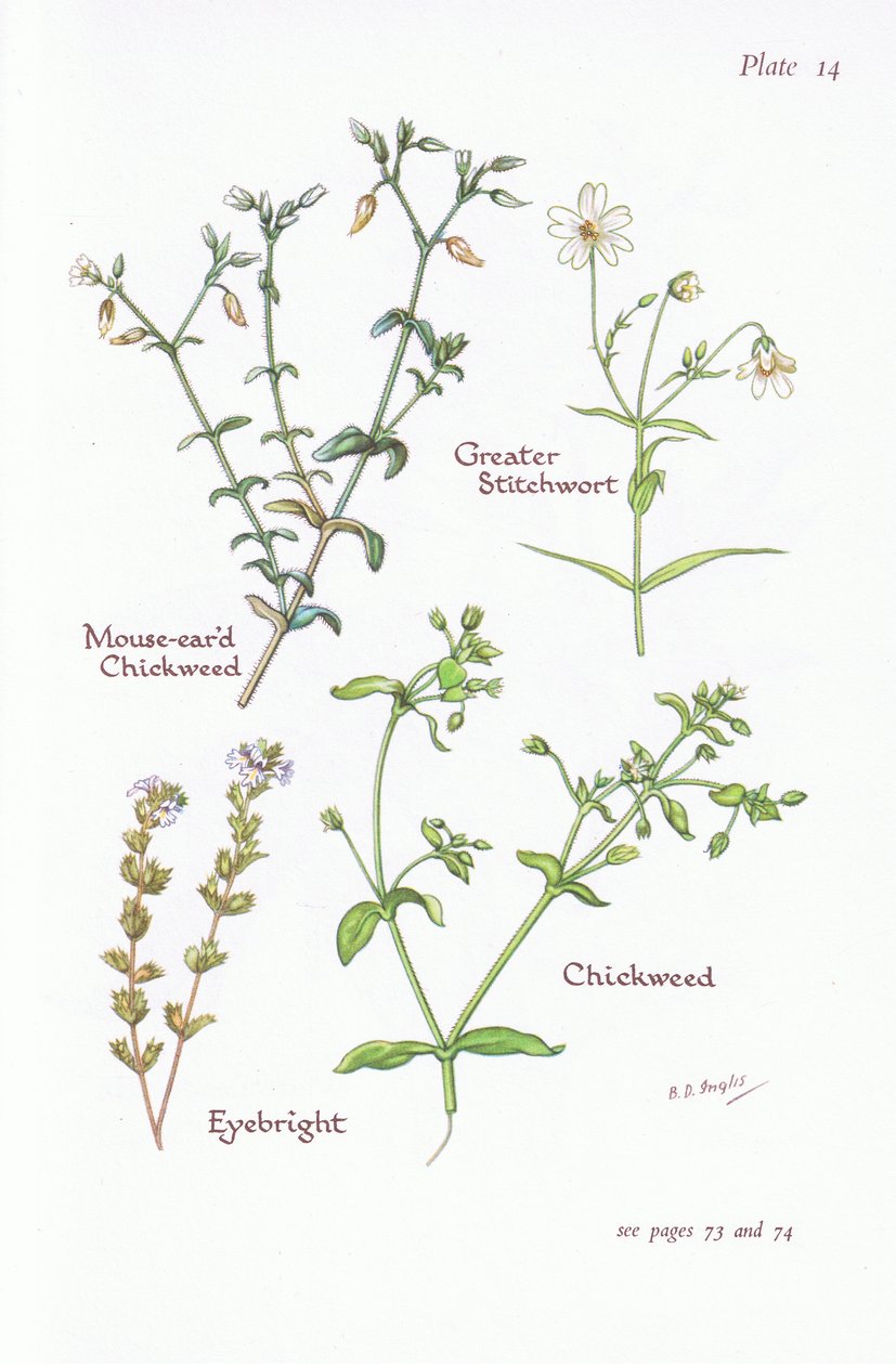 Muse-Eared Chickweed, Greater Stitchwort, Chickweed, Eyebright, 1951 av Bessie D. Inglis