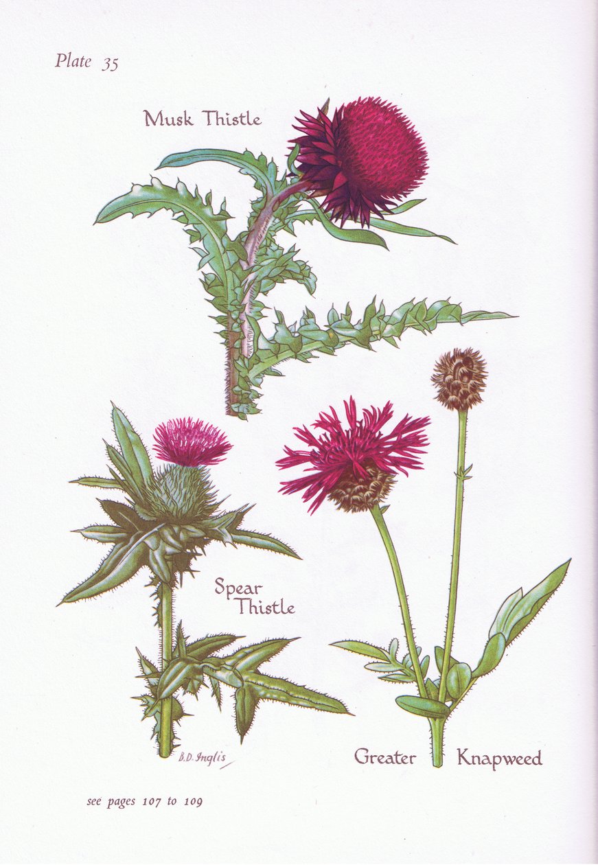 Moskustistel, Spydtistel, Greater Knapweed, 1951 av Bessie D. Inglis