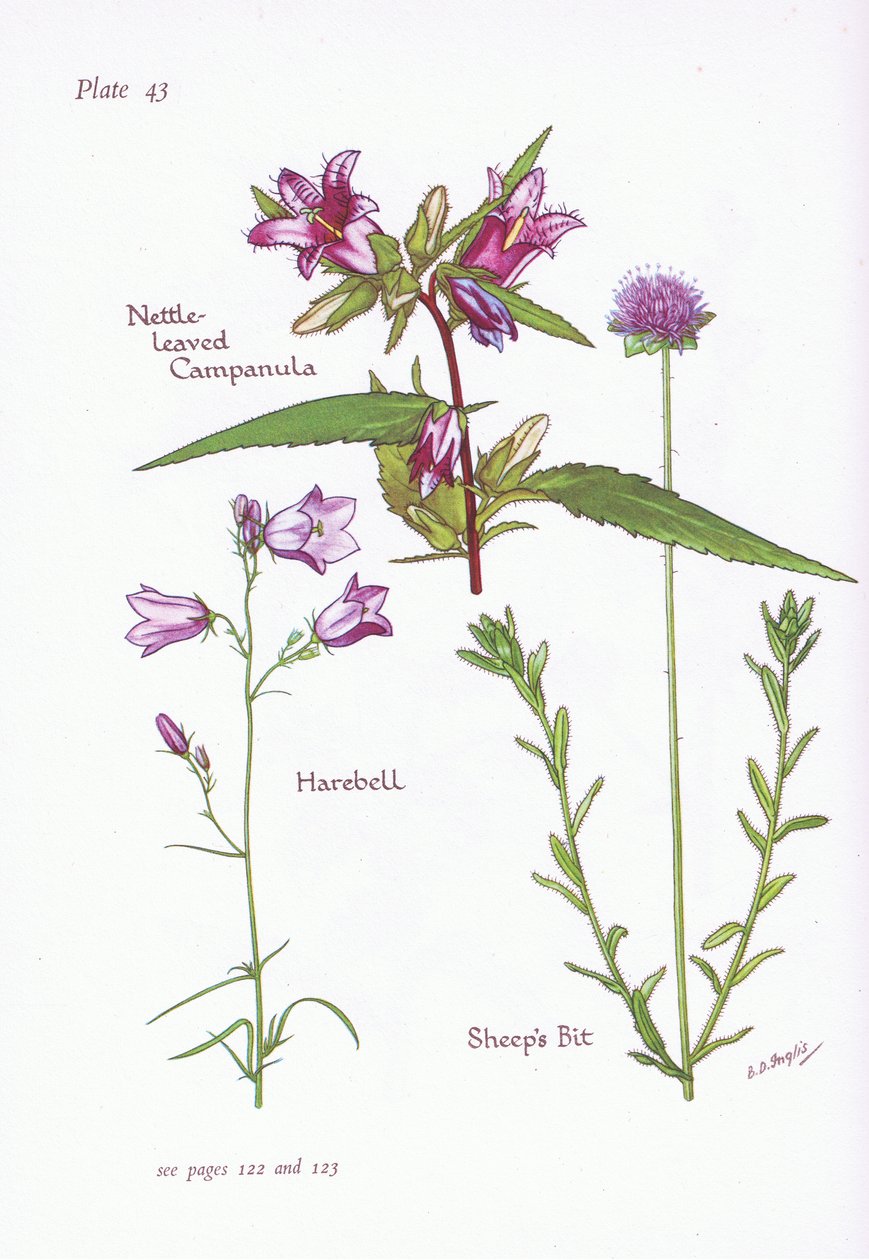 Nettle-Leaved Campanula, Harebell, Sheeps Bit, 1951 av Bessie D. Inglis