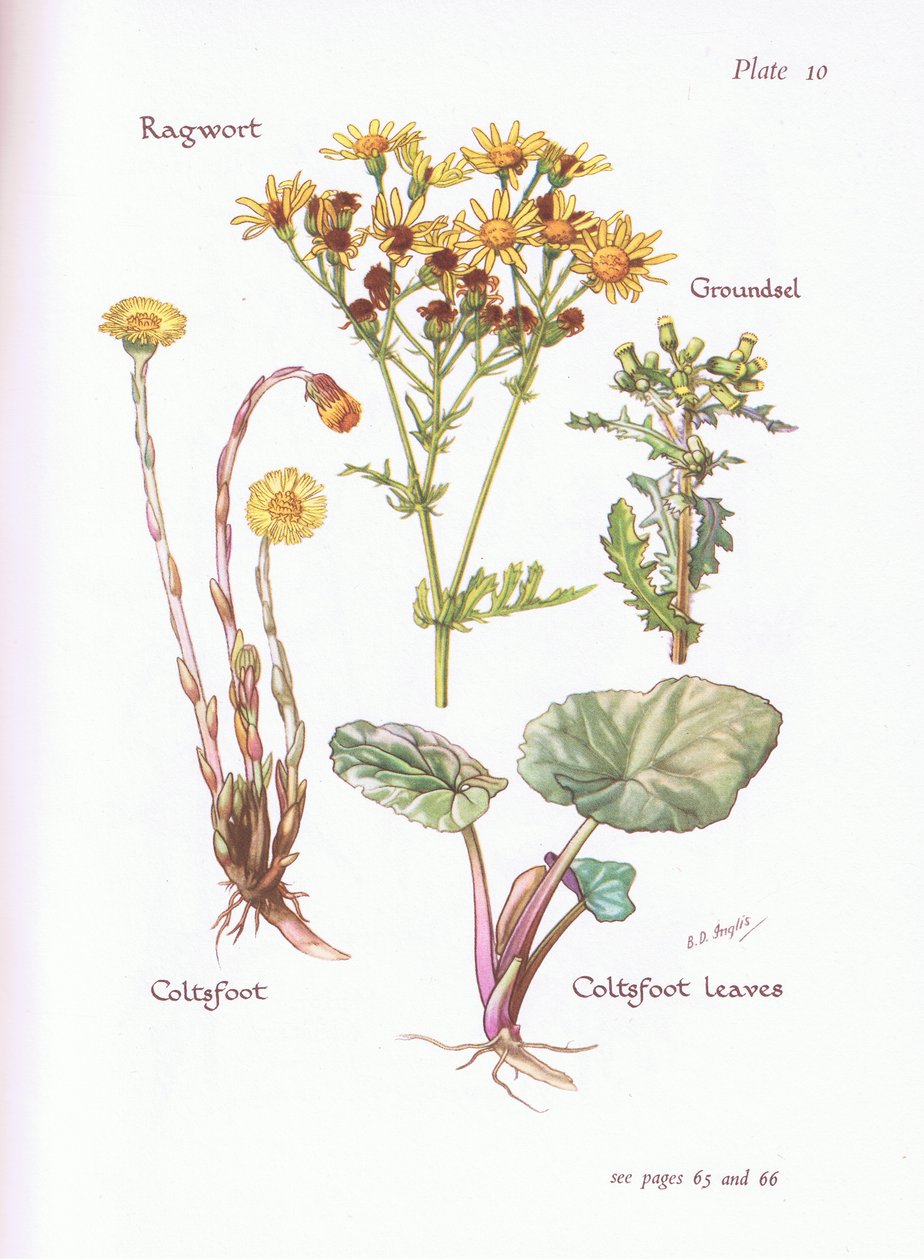 Ragwort, Groundsel, Coltsfoot, 1951 av Bessie D. Inglis