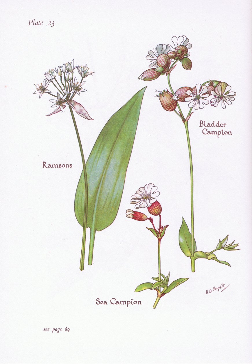 Ramsons, Bladder Campion, Sea Campion, 1951 av Bessie D. Inglis