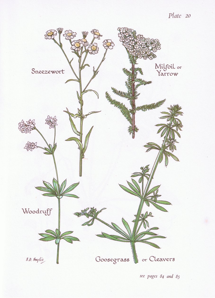 Sneezewort, Milfoil eller Yarrow, Woodruff, Goosegrass eller Cleavers, 1951 av Bessie D. Inglis
