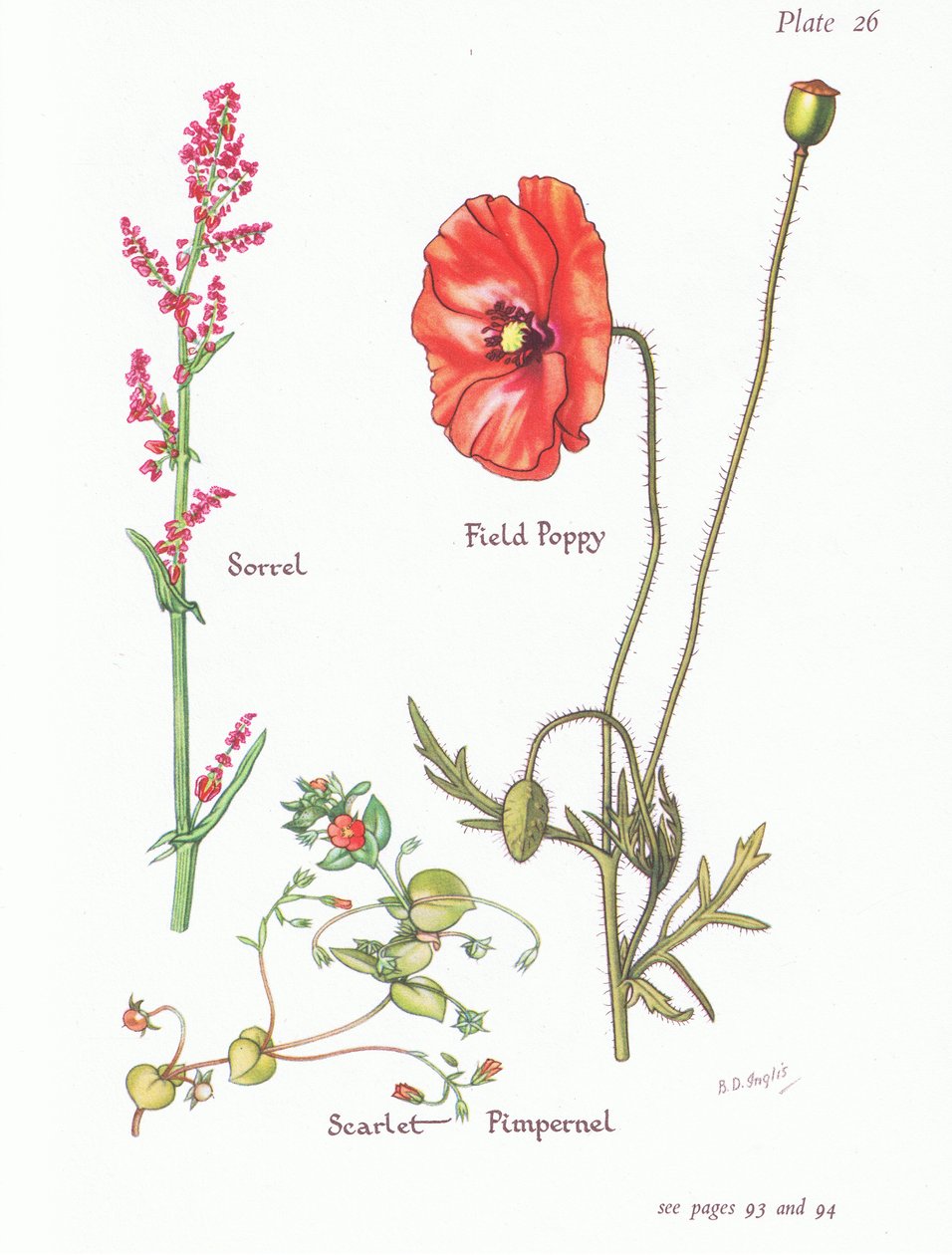Sorrel, Scarlet Pimpernel, Field Poppy, 1951 av Bessie D. Inglis