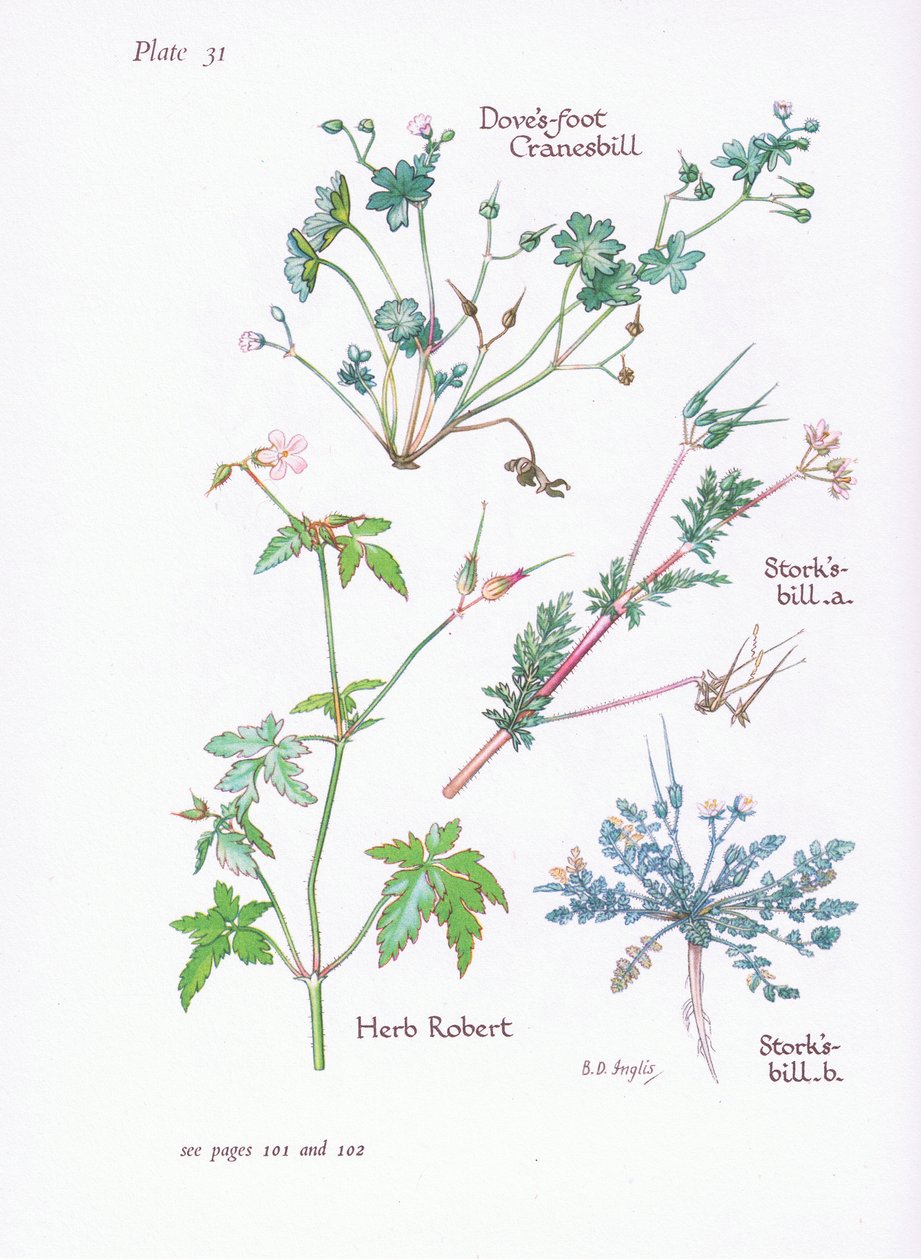 Storks Bill, Doves Foot, Cranesbill, Herb Robert, 1951 av Bessie D. Inglis