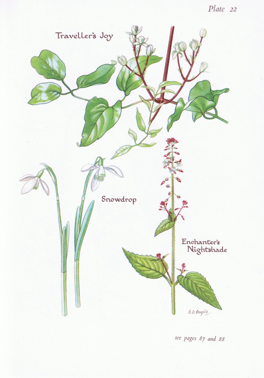 Travellers Joy, Enchanters Nightshade, Snowdrop, 1951 av Bessie D. Inglis