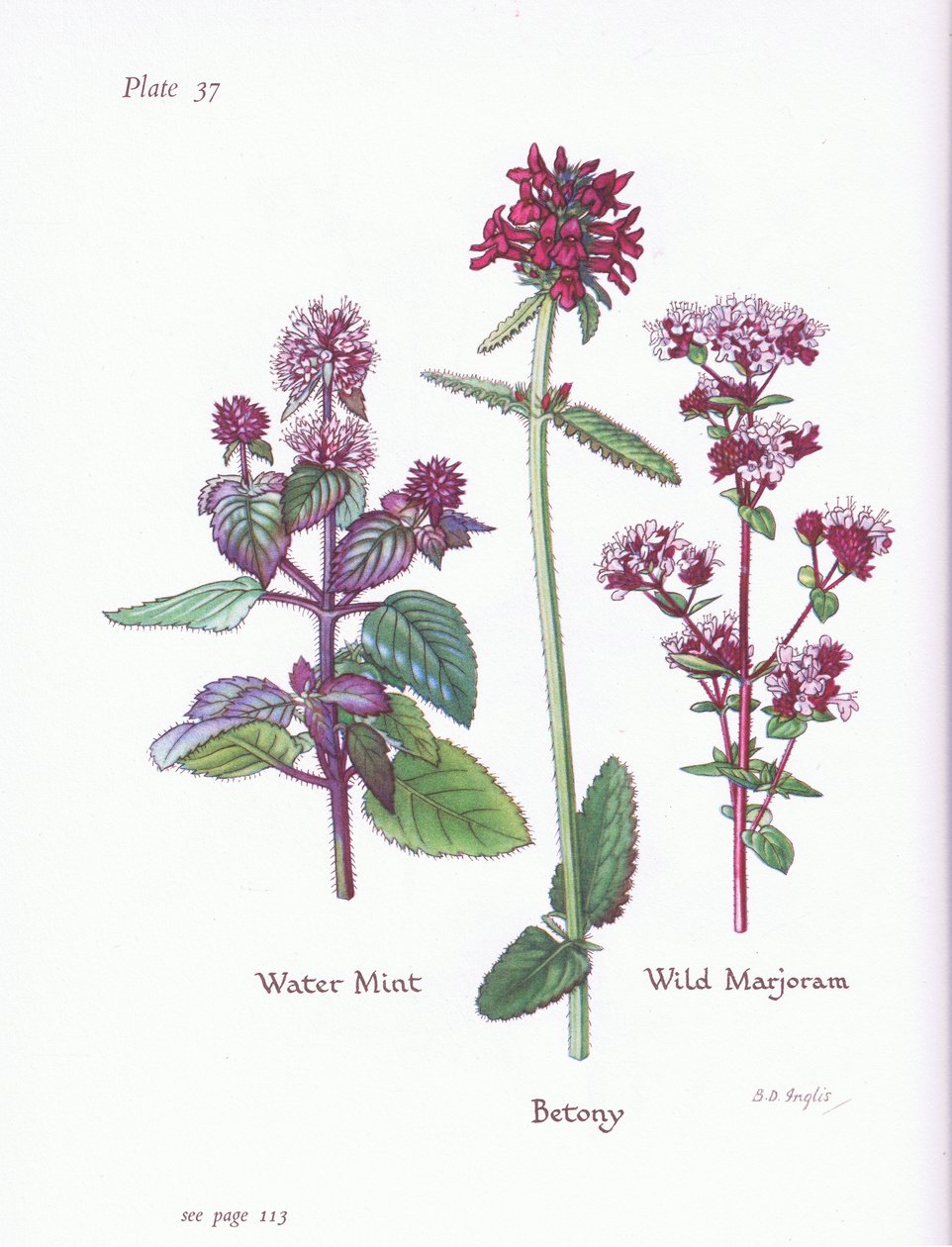 Vannmynte, vill merian, Betony, 1951 av Bessie D. Inglis