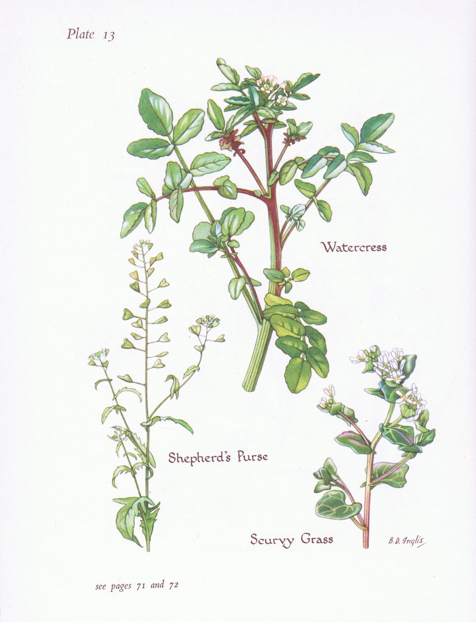 Brønnkarse, Shepherds Purse, Scurvy Grass, 1951 av Bessie D. Inglis