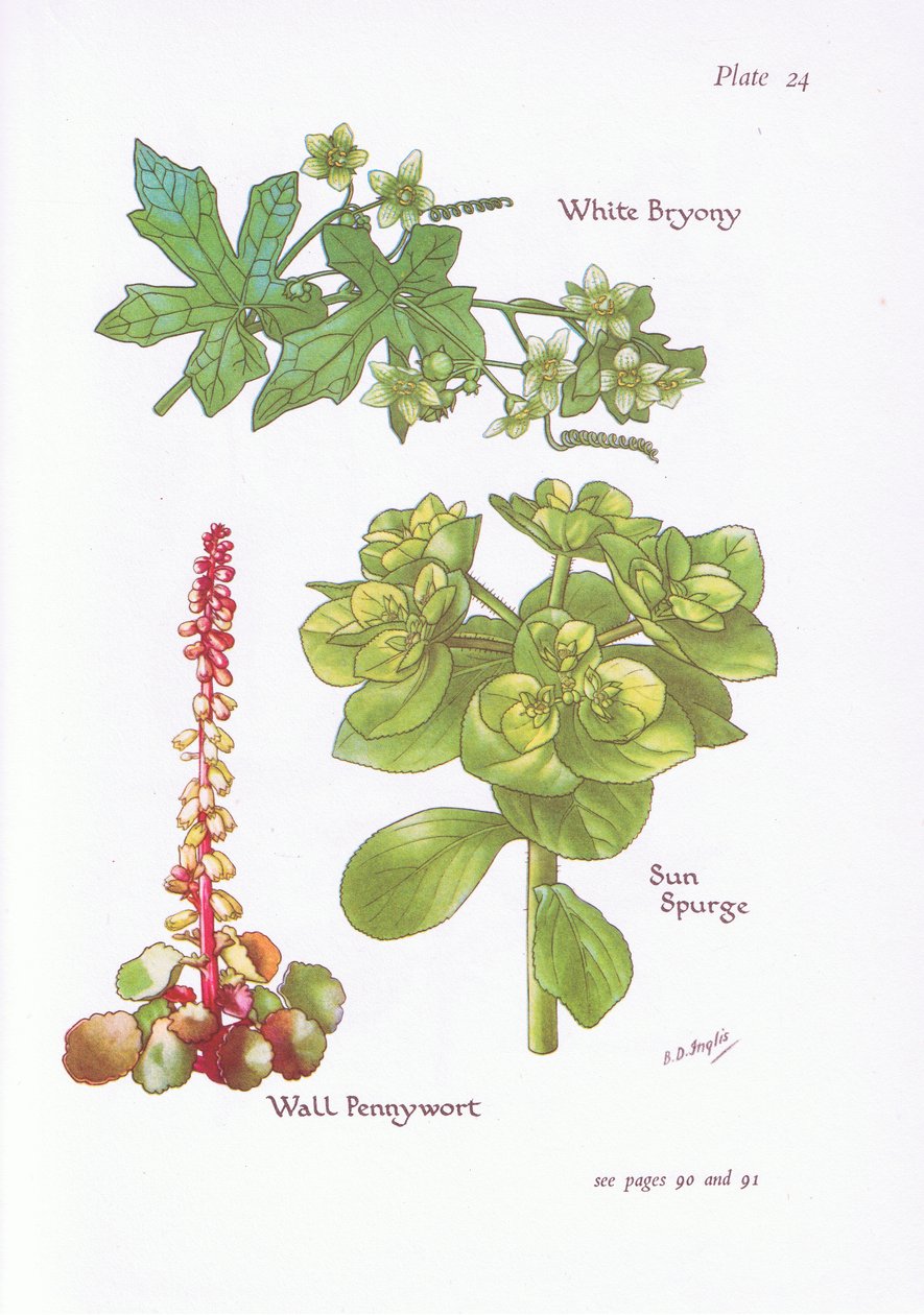 White Bryony, Sun Spurge, Wall Pennywort, 1951 av Bessie D. Inglis