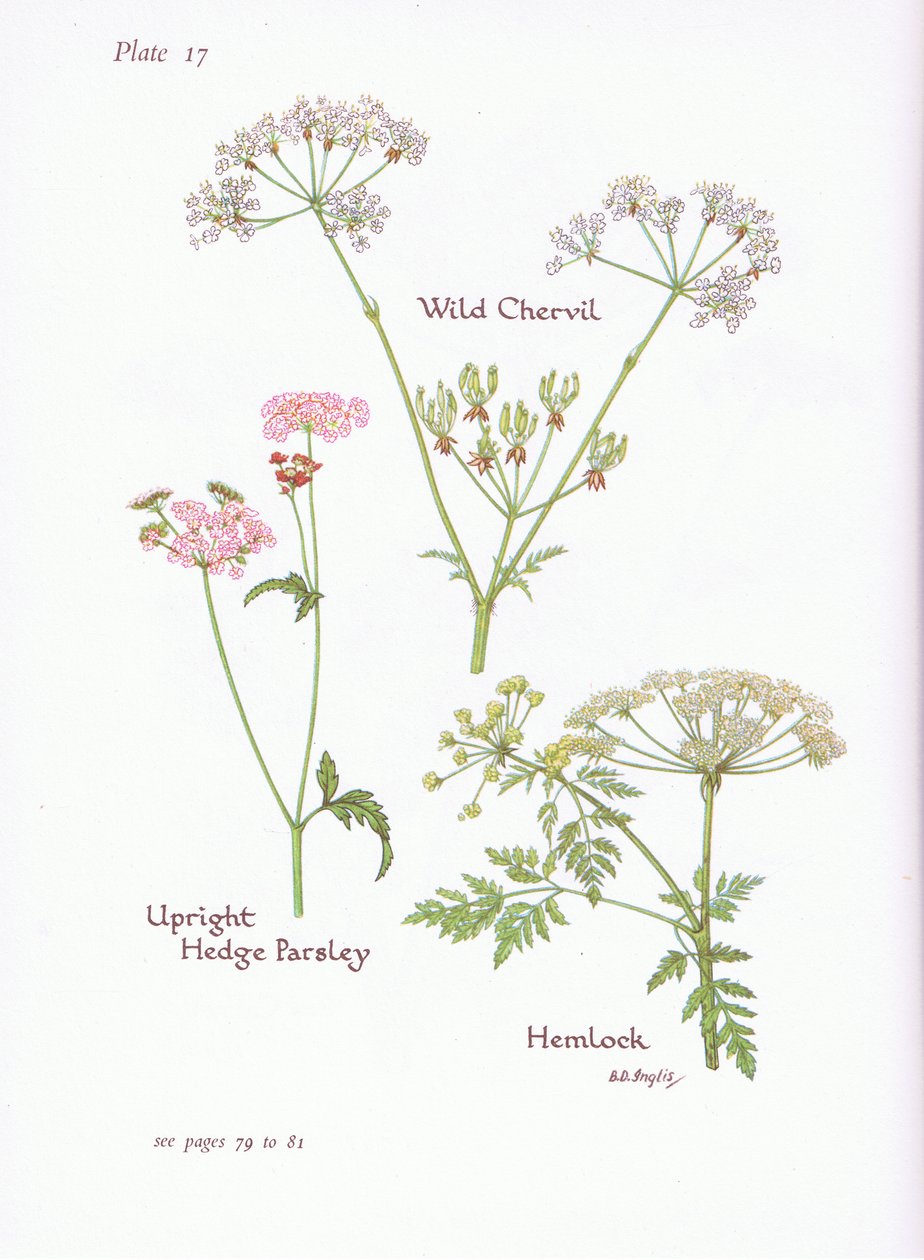 Wild Chevril, Hemlock, Upright Hedge Persille, 1951 av Bessie D. Inglis