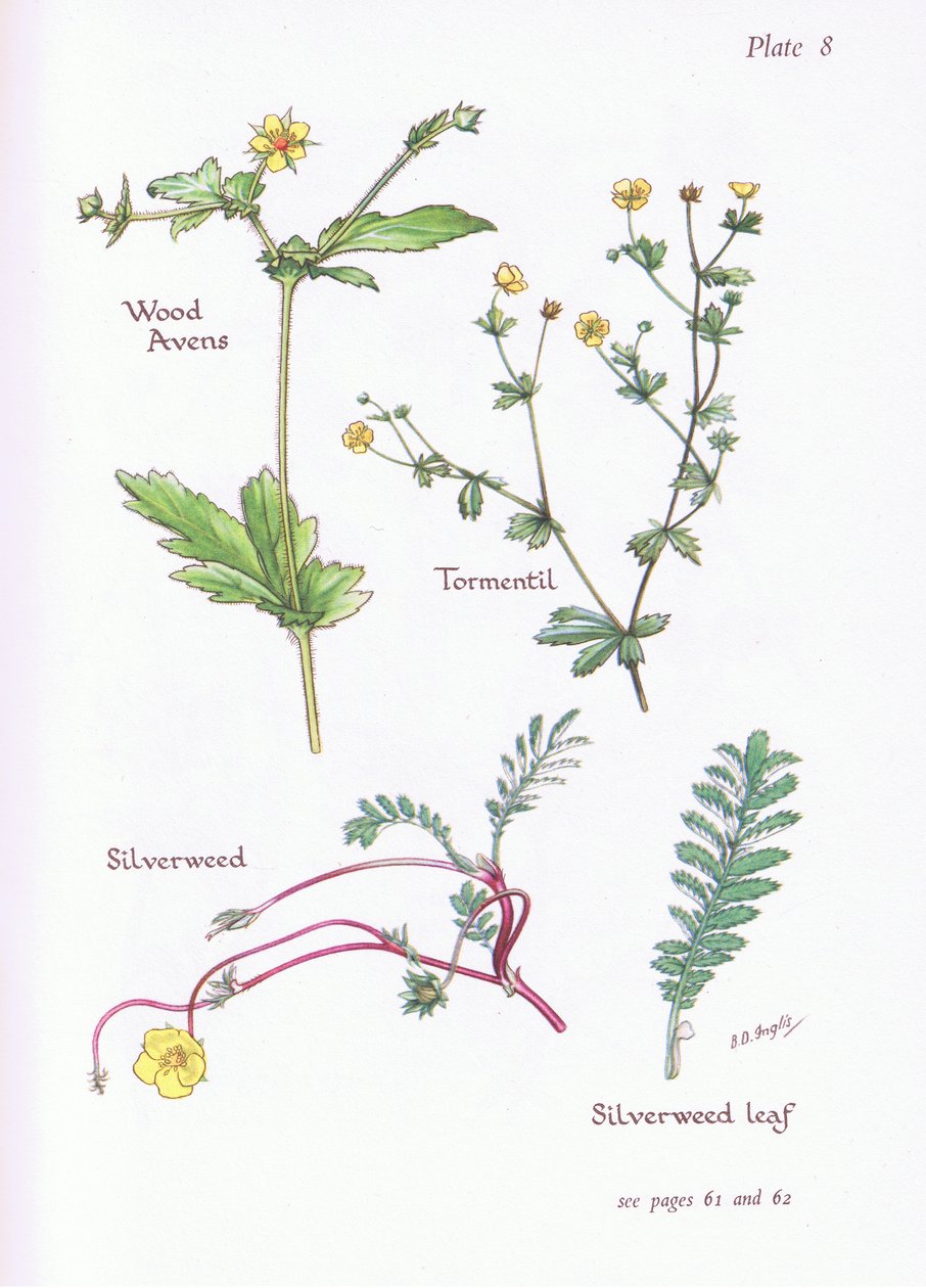 Wood Avens, Tormentil, Silverweed, 1951 av Bessie D. Inglis