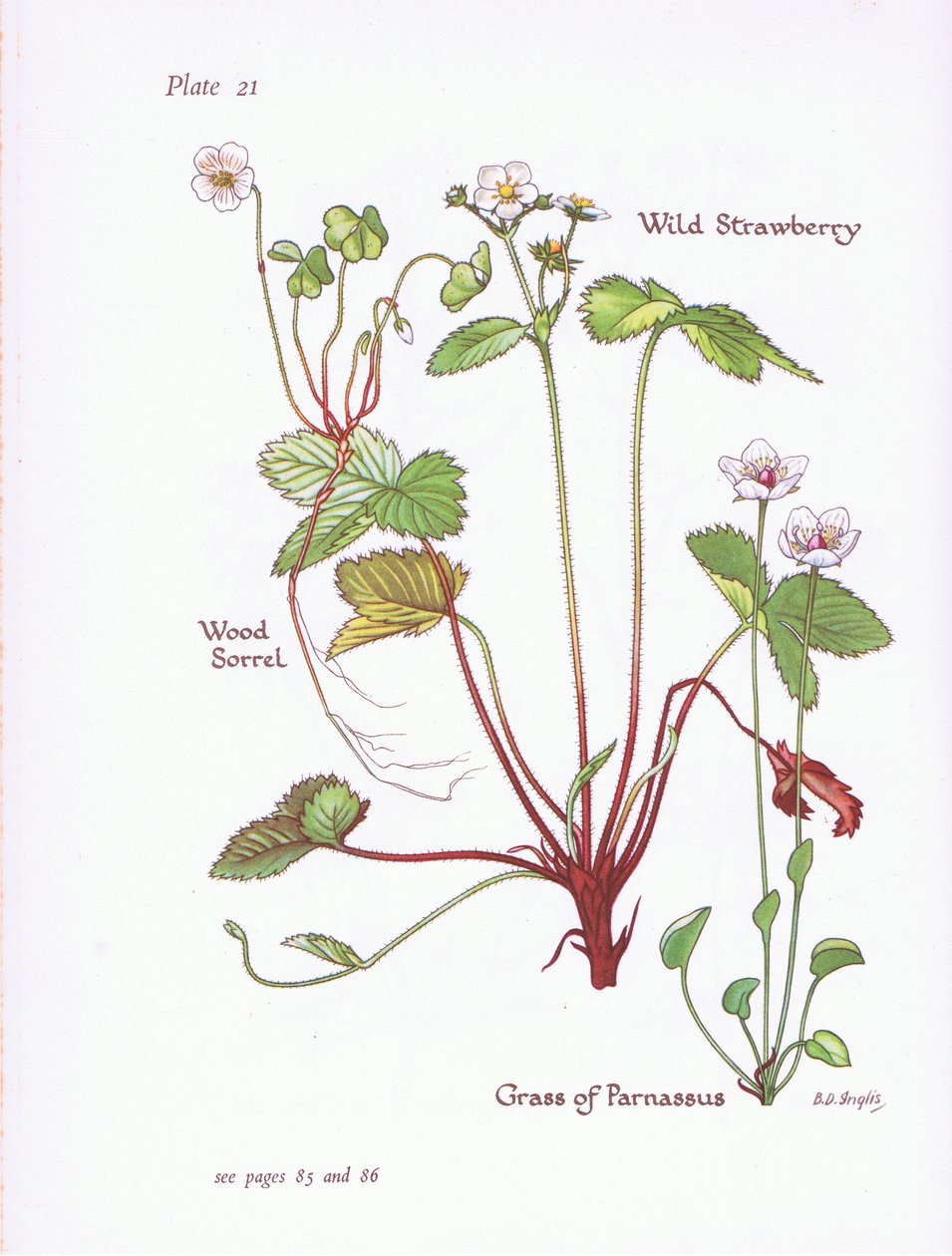 Wood Sorrel, Wild Strawberry, Grass of Parnassus, 1951 av Bessie D. Inglis