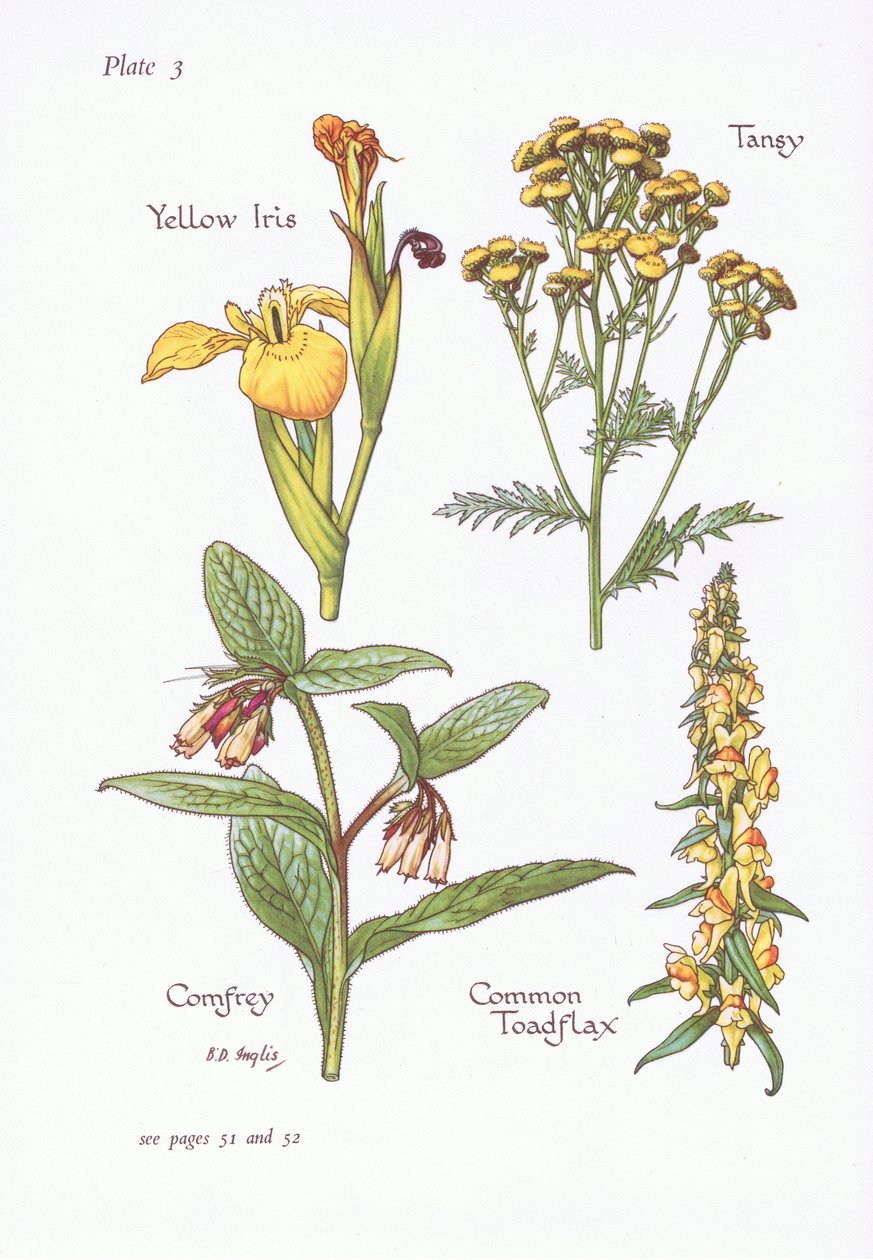 Gul iris, Tansy, Comfrey, Common Toadlin, 1951 av Bessie D. Inglis