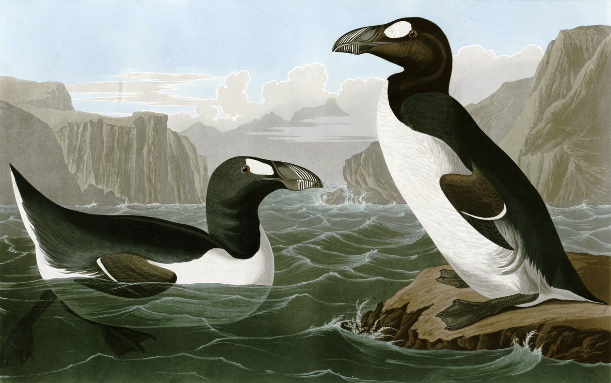 Flott Auk av Bird Artist of America. John James Audubon