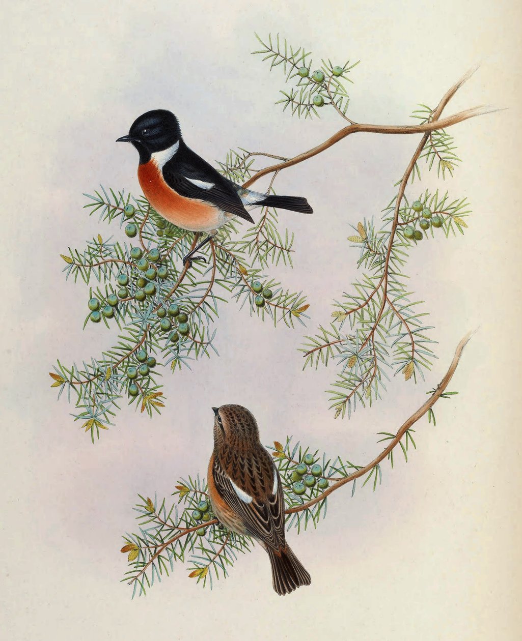Saxicola maurus indicus, på Juniperus formosana. Fra The Birds of Asia (John Gould), bind 4 av BirdsAsiaJohnGoIVGoul_0144.jpg