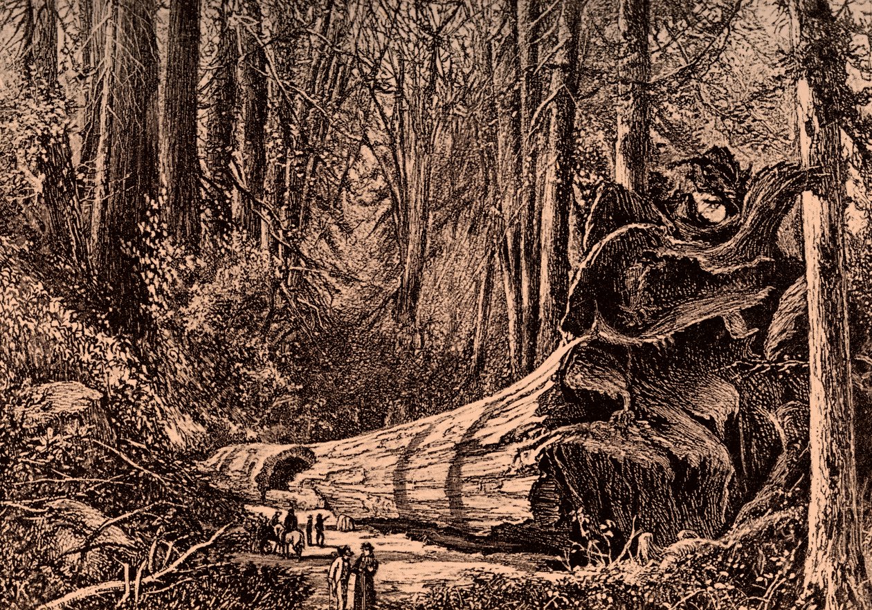 Mammoth Tree 