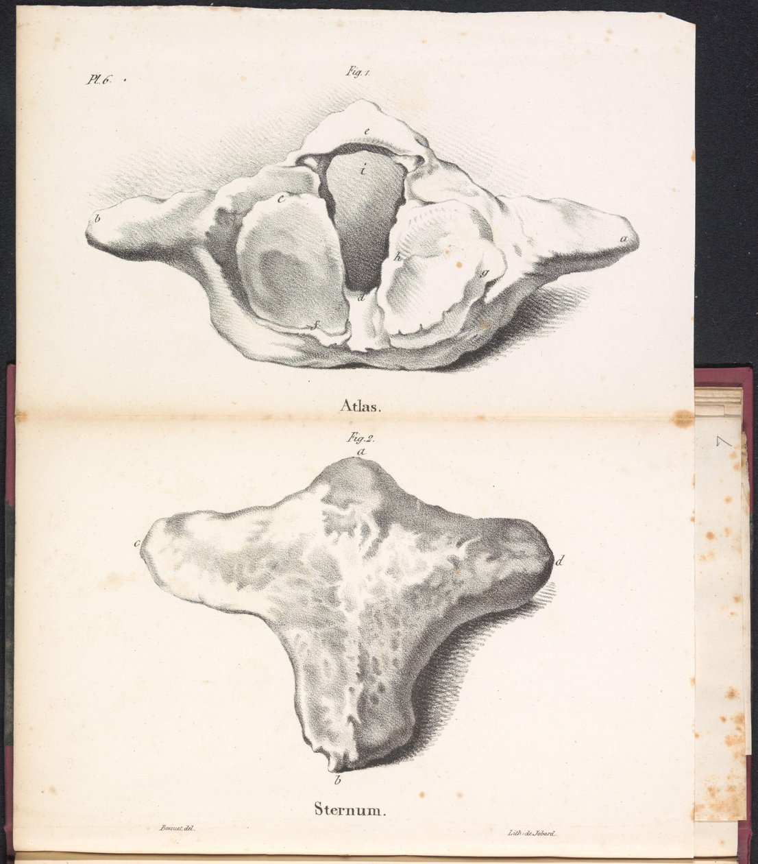 Atlas og brystbenet til hvalen, 1827 Atlas / Sternum (tittel på objekt) av Bossuet