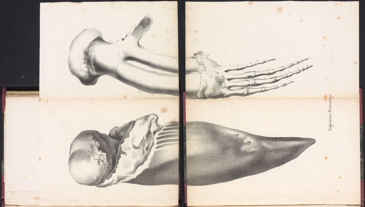 Brystfinner av hvalen, 1827 Nageoires Pectorales (tittel på objekt) av Bossuet
