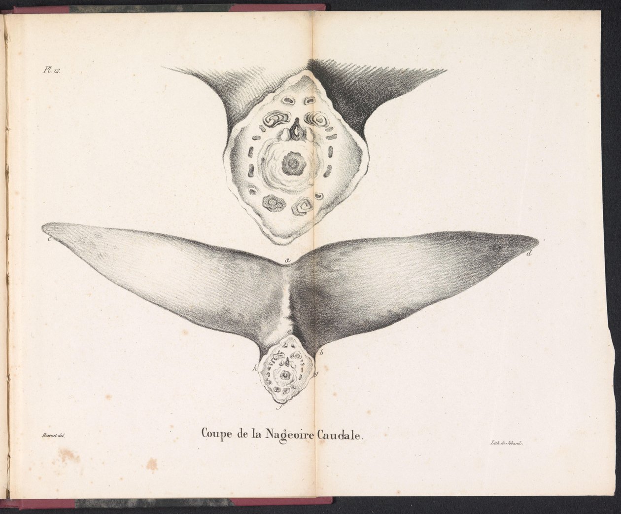 Utsnitt av hvalens halefinne, 1827 Coupe de la Nageoire Caudale (tittel på objekt) av Bossuet